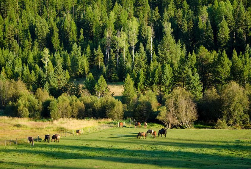 Horses, near Greenwood, Boundary, summer, landscape, Darren Robinson